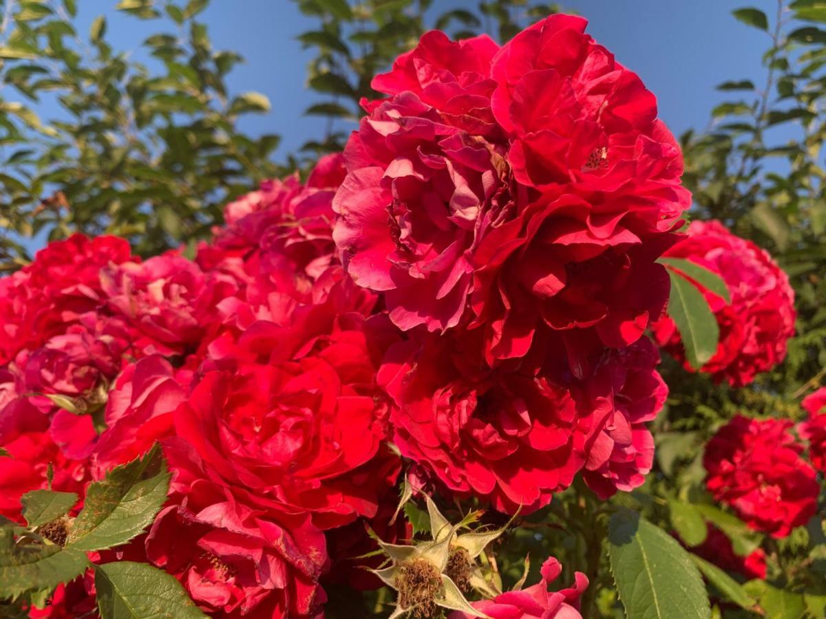Toskania Kociewska Nowe 外观 照片